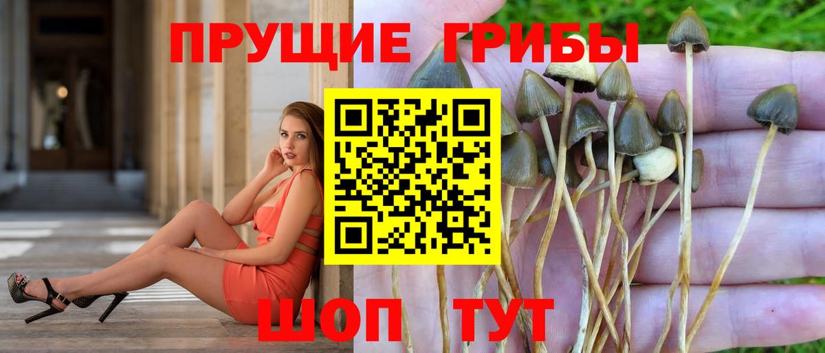 Галлюциногенные грибы Cubensis Горно-Алтайск